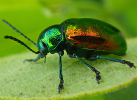 Dogbane Beetle Dogbane Beetle